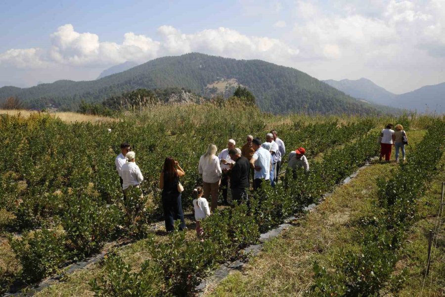 Antalya’da Aronya Hasadı Başladı