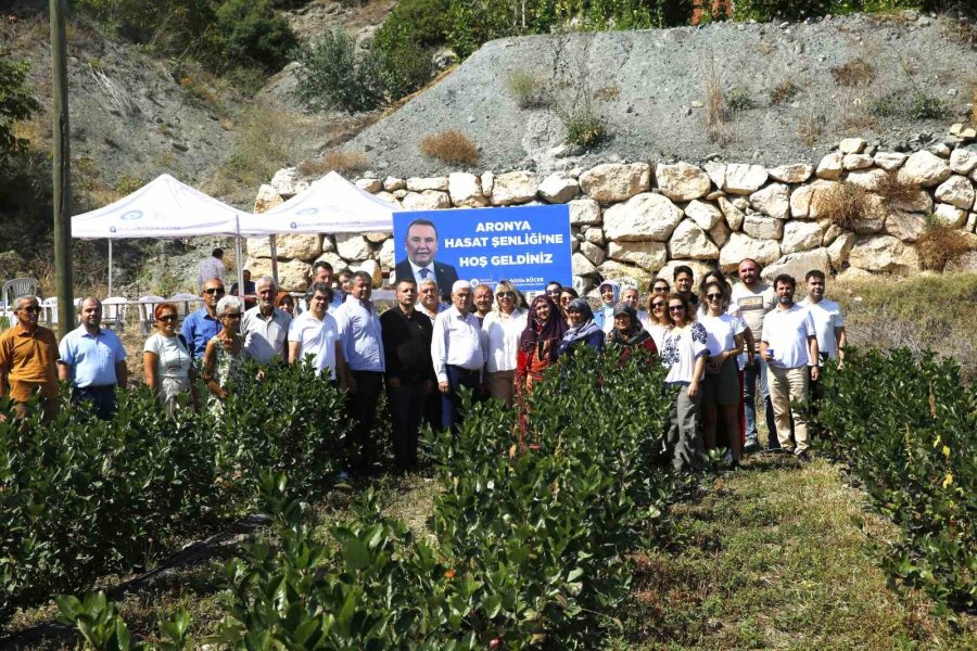 Antalya’da Aronya Hasadı Başladı