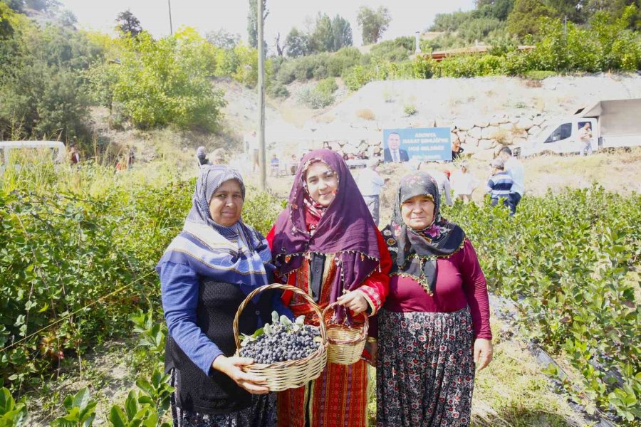 Antalya’da Aronya Hasadı Başladı