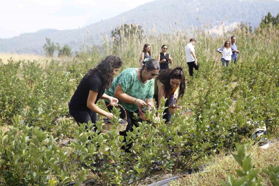 Antalya’da Aronya Hasadı Başladı