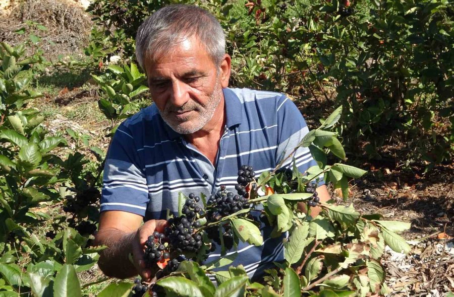 Ata Toprağını Üretime Geçirdi, Şifa Deposu Meyve Üretti