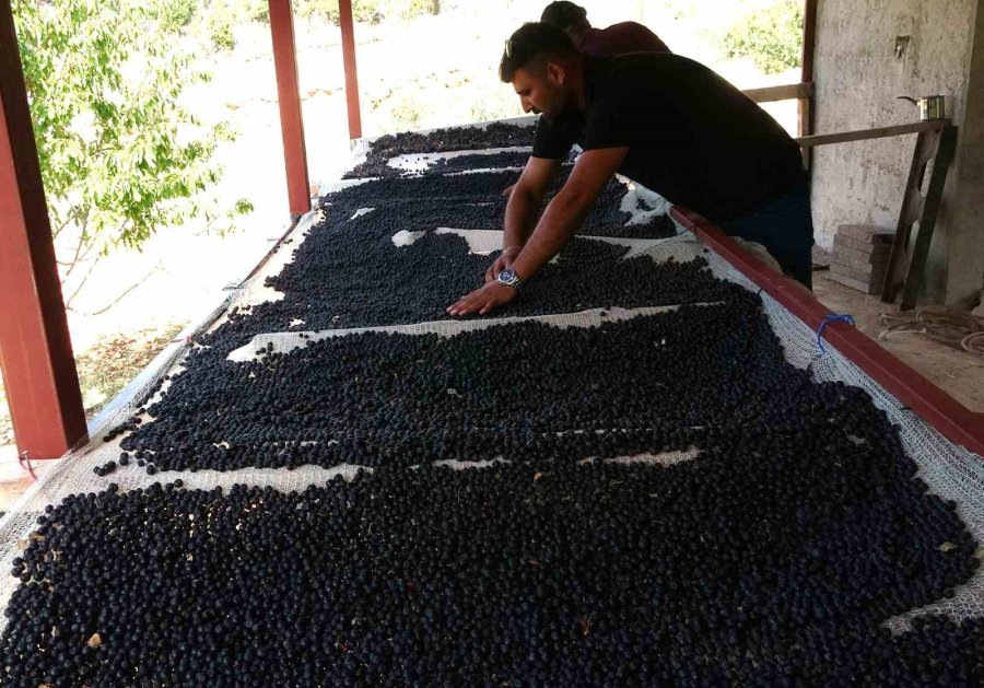 Ata Toprağını Üretime Geçirdi, Şifa Deposu Meyve Üretti