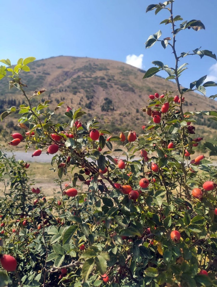 Ali Dağı Sonbaharda Rengârenk