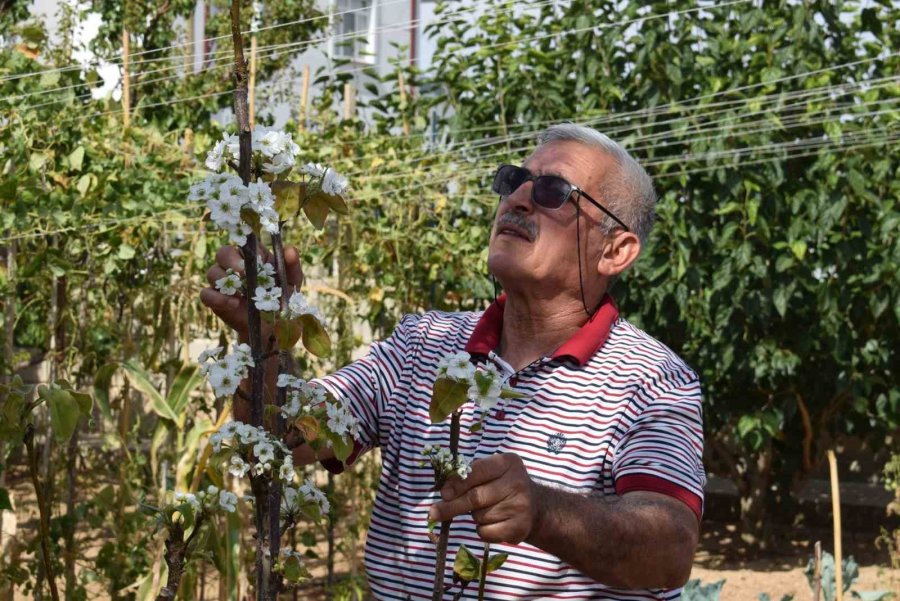 Karaman’da Sonbaharda Çiçek Açan Armut Fidanı Şaşırttı