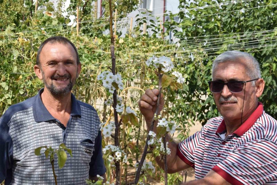 Karaman’da Sonbaharda Çiçek Açan Armut Fidanı Şaşırttı