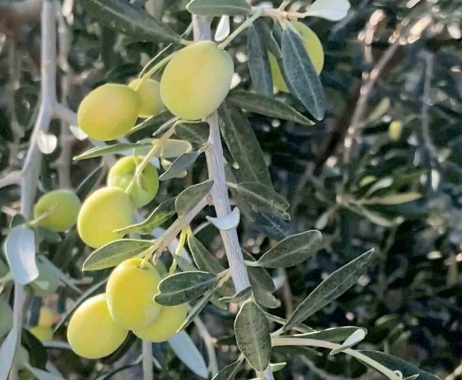 Mut Belediye Başkanı Orhan: "bu Yıl 220 Bin Ton Zeytin Rekoltesi Beklentimiz Var"