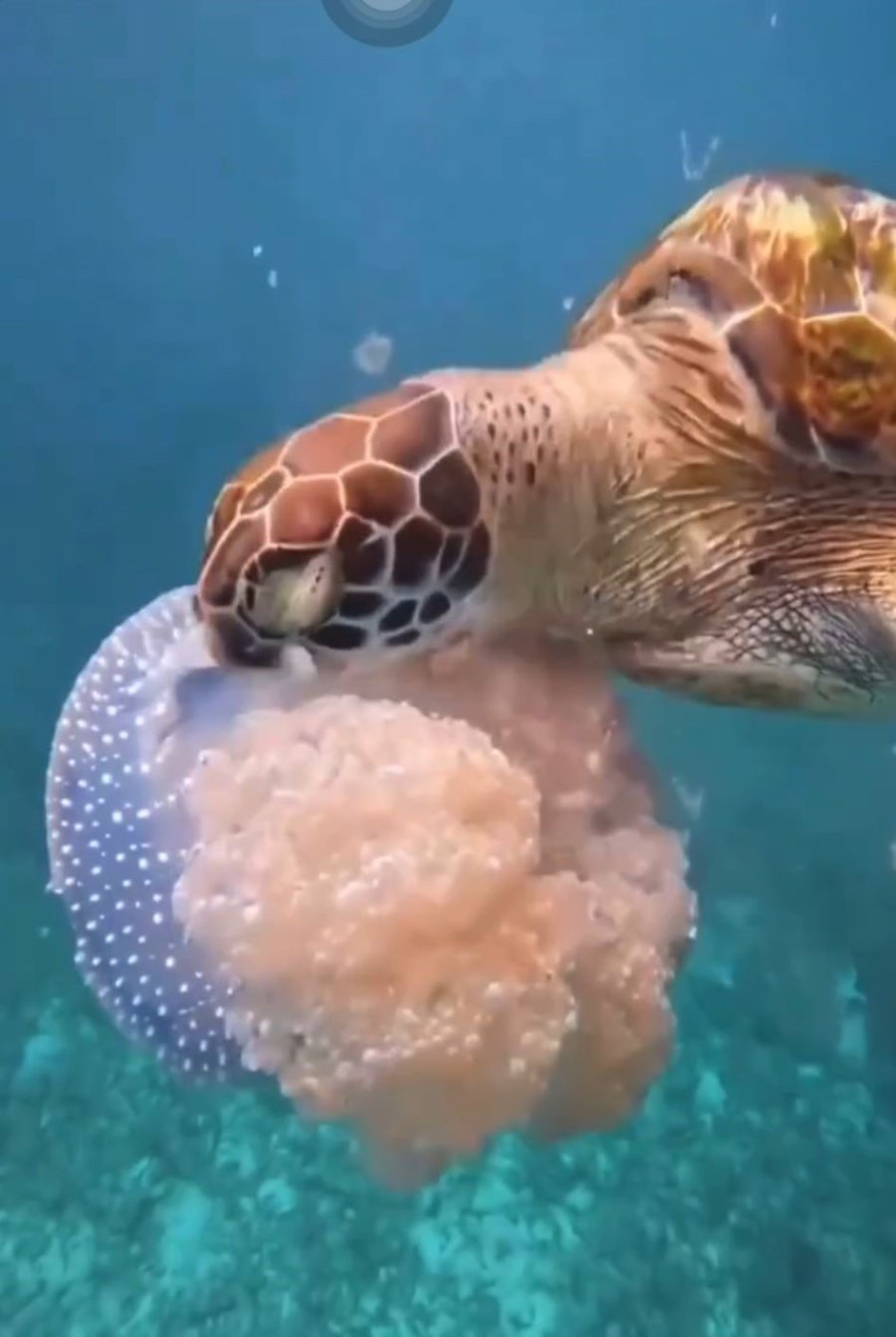 Caretta Carettanın Deniz Anasını Yediği Görüntülerle Denizi Kirletenlere ’çevre’ Mesajı