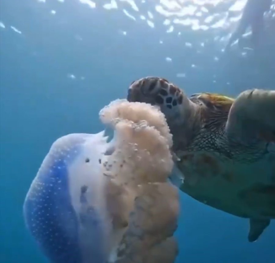 Caretta Carettanın Deniz Anasını Yediği Görüntülerle Denizi Kirletenlere ’çevre’ Mesajı