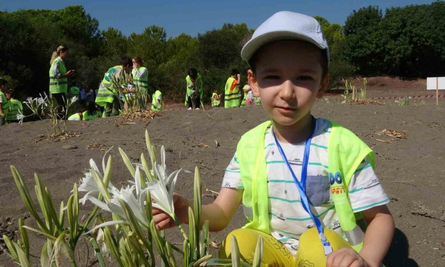 Sahiller Kum Zambaklarıyla Doldu, Çocuklar Koruma Altına Aldı