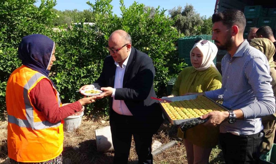 Yılda 1 Milyon Tondan Fazla Üretiliyor: Limonun Başkentinde Hasat Başladı