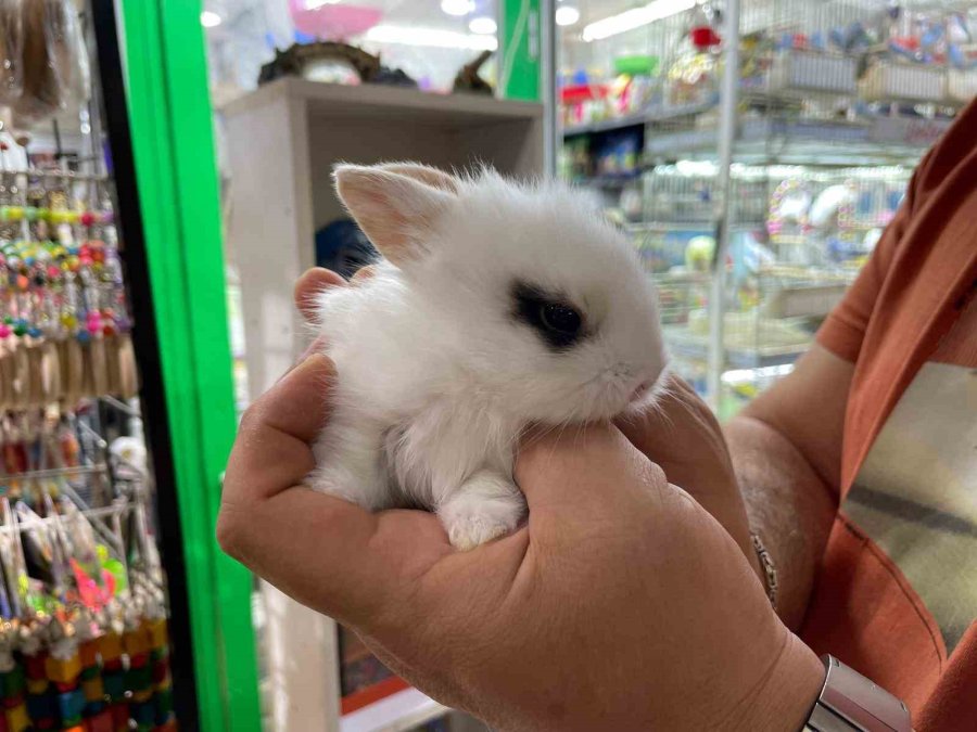 Pet Shop’lardan Alınan Hayvanlar Geri Getiriliyor