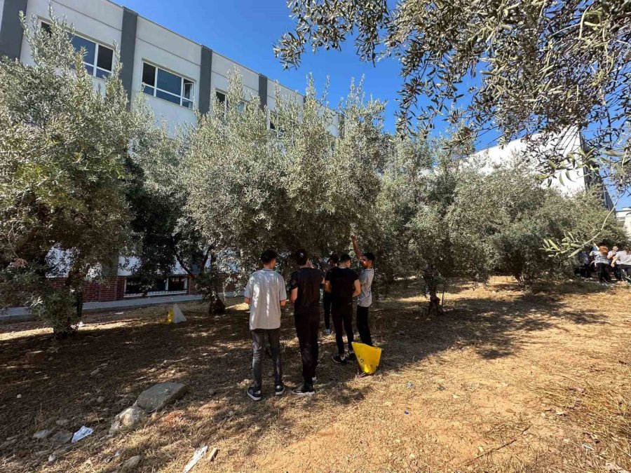 Öğrenciler Okul Bahçesinde Zeytin Topladı