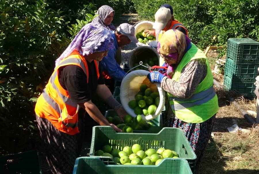 Yılda 1 Milyon Tondan Fazla Üretiliyor: Limonun Başkentinde Hasat Başladı