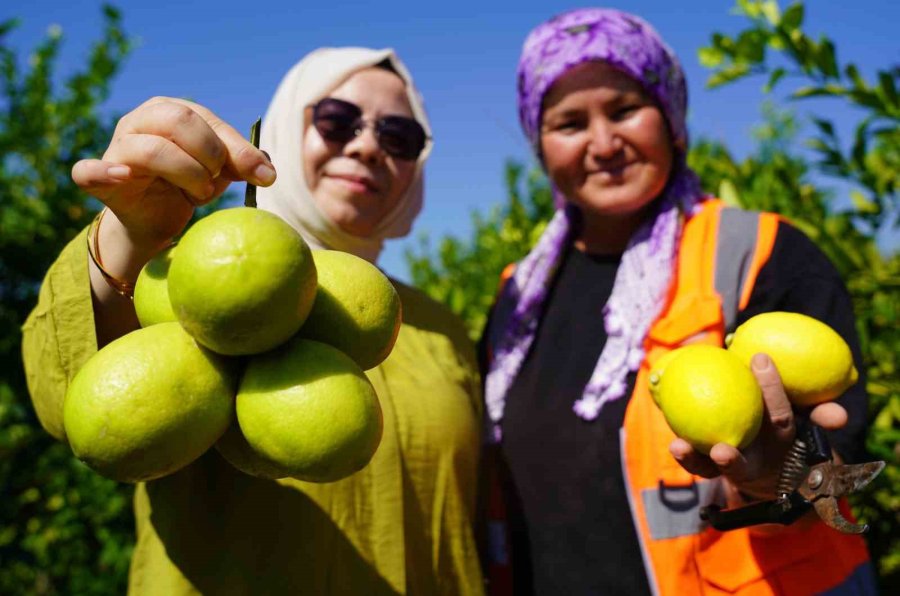 Yılda 1 Milyon Tondan Fazla Üretiliyor: Limonun Başkentinde Hasat Başladı