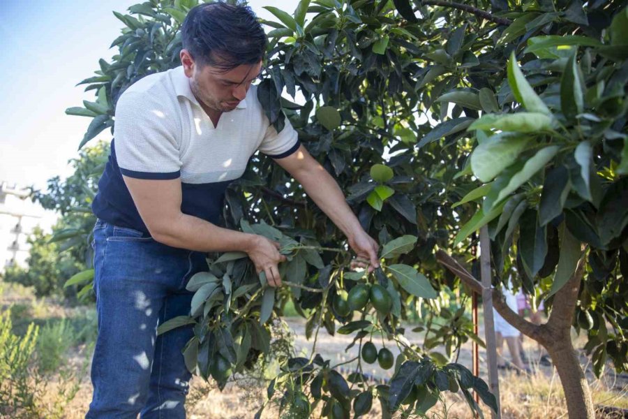 Mersin’de Üretici, Fide-fidan Desteği İle Büyüyor