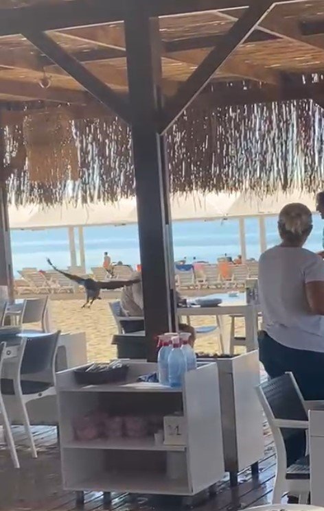 Antalya’da Restorana Gelip Kahvaltıya Eşlik Eden Karga Gülümsetti