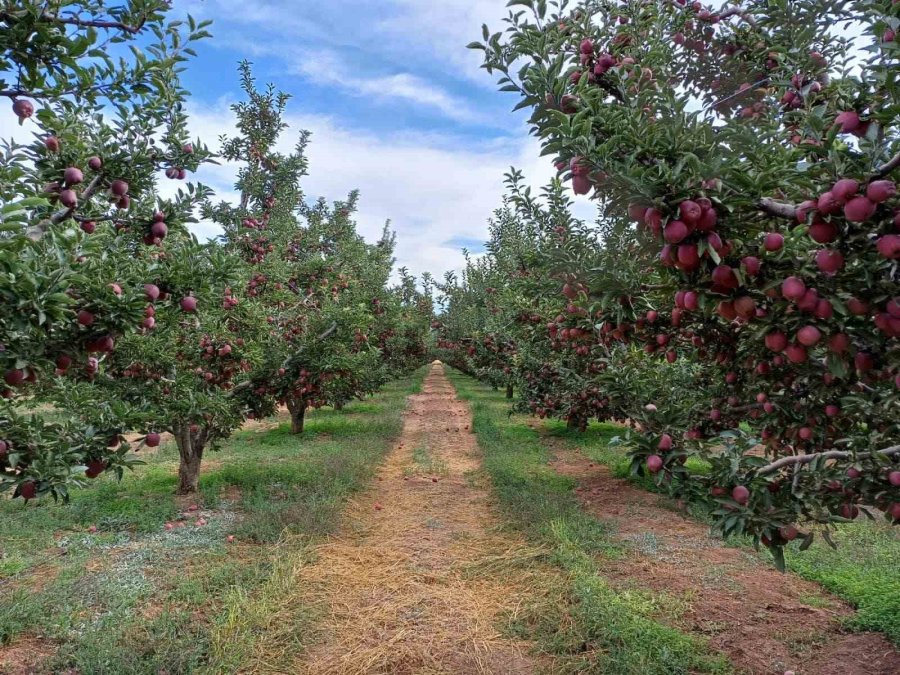 Konya’nın Üretim Merkezi İlçesinde Elma Hasadı Sürüyor