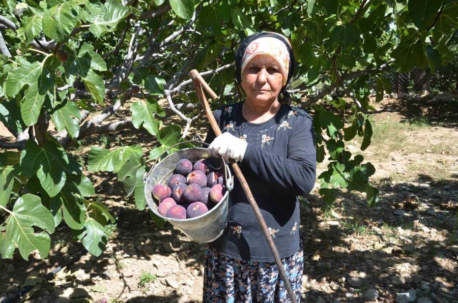 Antalya’da Bursa Siyah İncir Hasadı Tamamlandı