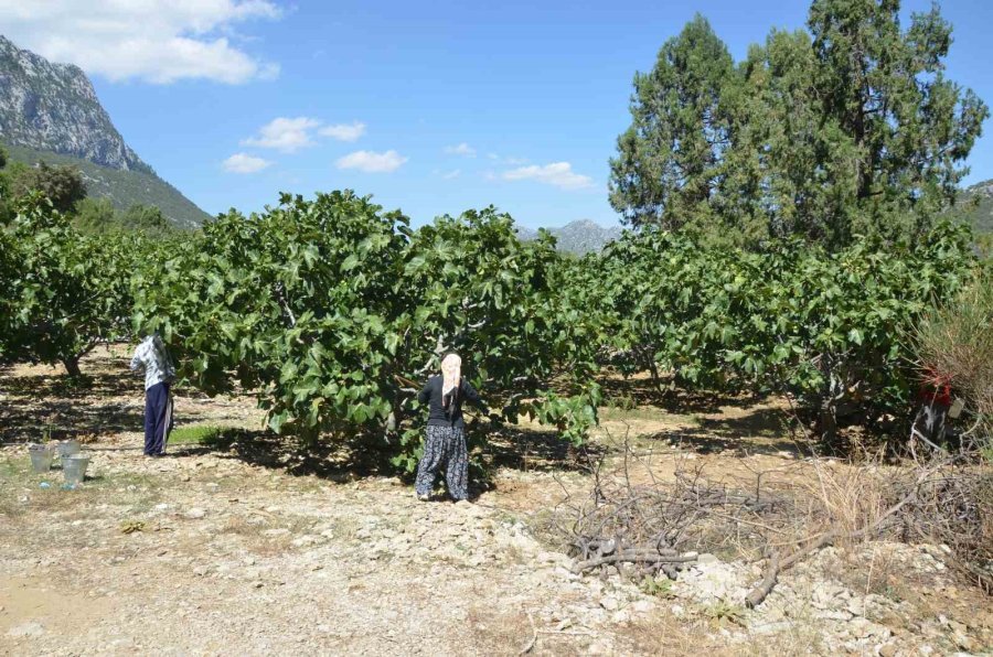 Antalya’da Bursa Siyah İncir Hasadı Tamamlandı