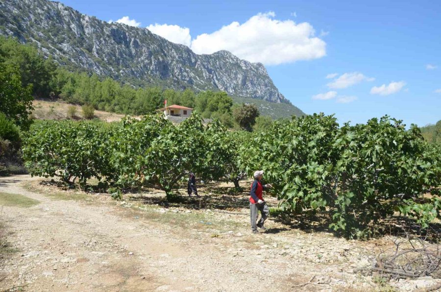 Antalya’da Bursa Siyah İncir Hasadı Tamamlandı