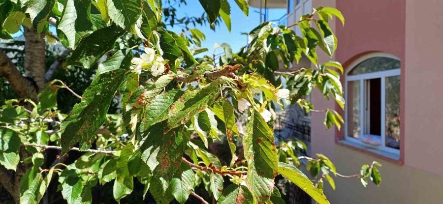 Eylül Ayının Sonunda Çiçek Açan Kiraz Ağacı Şaşırttı