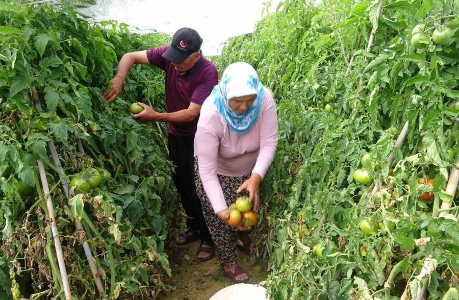 Çiftçi, Güneşle Üretim Maliyetini Sıfırladı