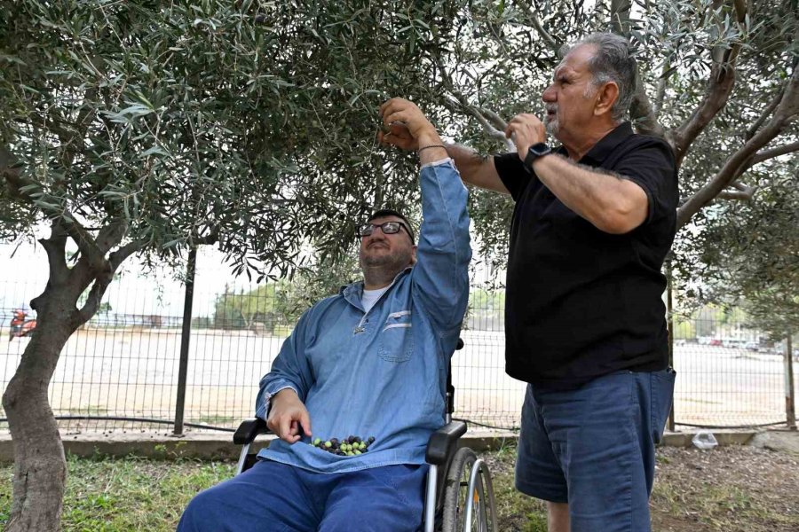 Özel Çocuklardan Bahçeden Sofraya Zeytin Üretimi