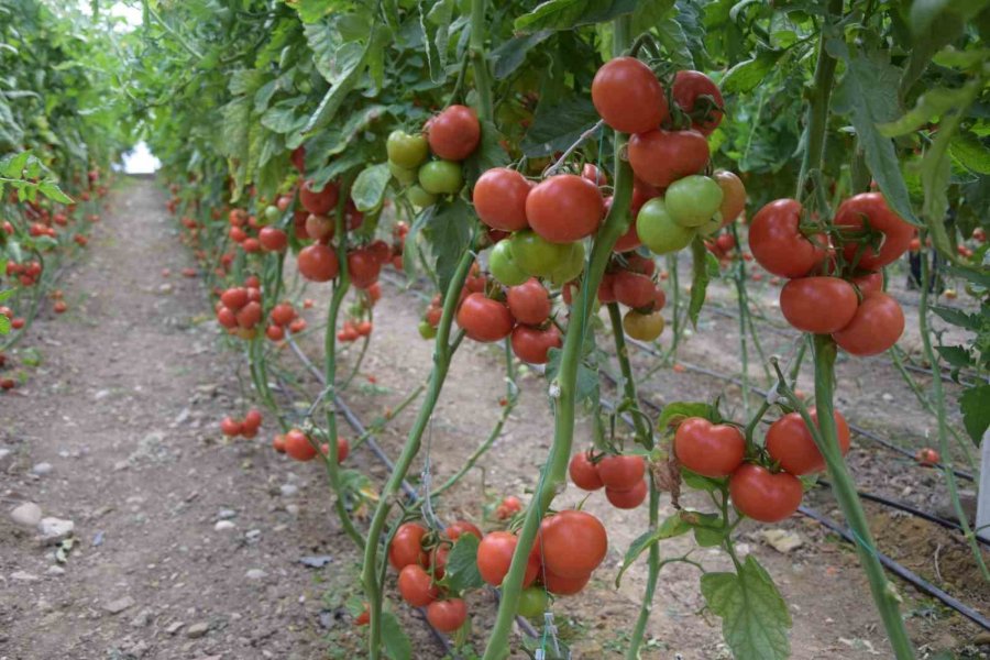 Antalya’da Domatesin Miktarı Düştü, Fiyatı Arttı