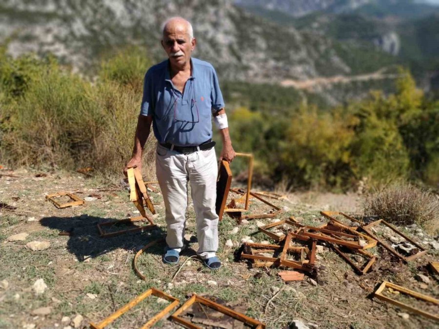 Antalya’da Aç Kalan Ayılar Kovanları Parçaladı