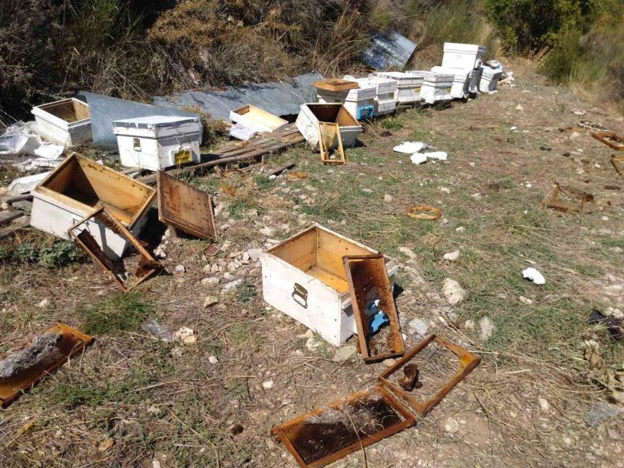 Antalya’da Aç Kalan Ayılar Kovanları Parçaladı