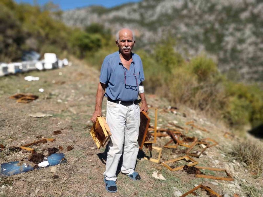 Antalya’da Aç Kalan Ayılar Kovanları Parçaladı