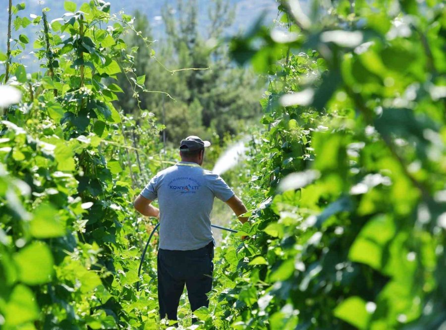 Yayladaki Şenlikler Yarbaşçandır Yayla Şenliği İle Devam Ediyor