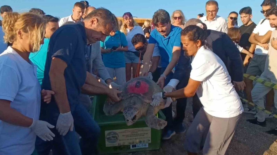 Tedavileri Tamamlanan 2 Caretta Caretta Denize Bırakıldı