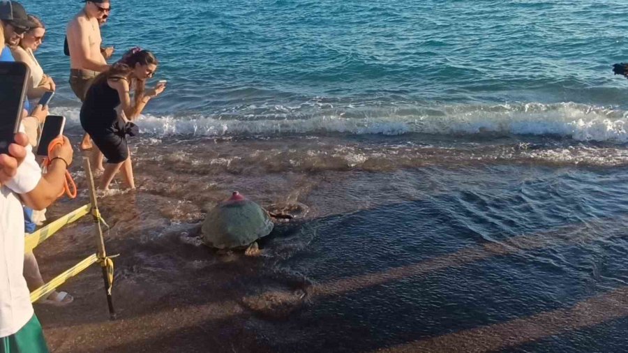 Tedavileri Tamamlanan 2 Caretta Caretta Denize Bırakıldı