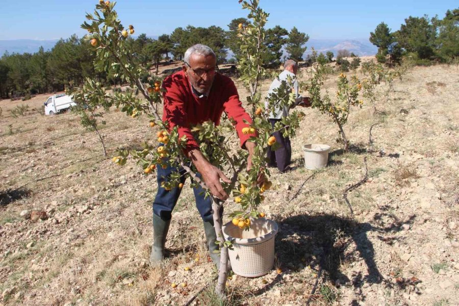 Alıçta Hasat Başladı