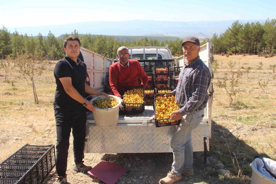 Alıçta Hasat Başladı