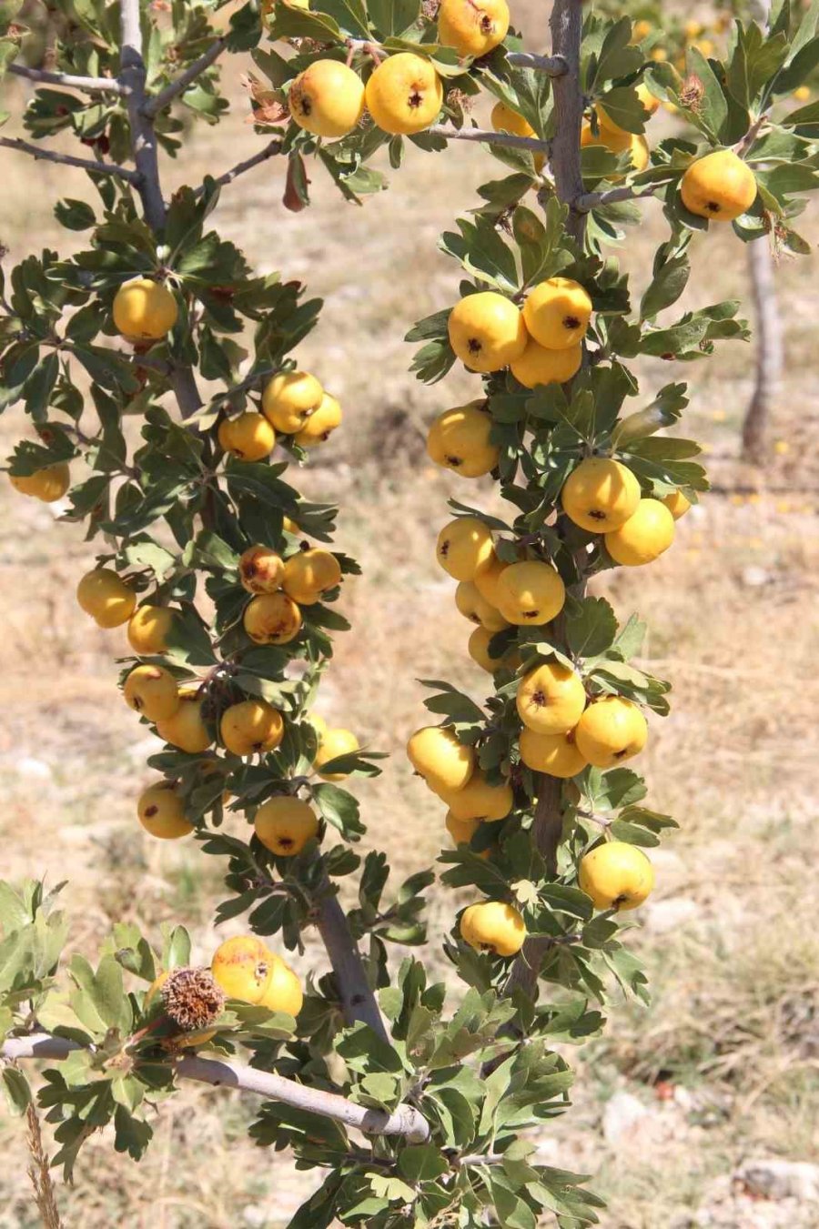 Alıçta Hasat Başladı