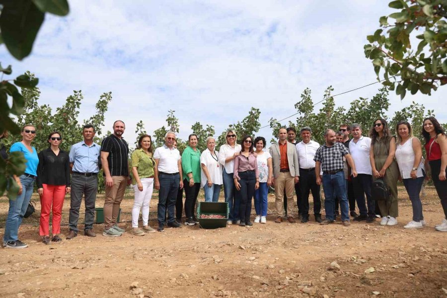 Antalya’da Kuraklığa Dayanıklı Toros Fıstığı, Tarımsal Kalkınmaya Destek Sağlayacak