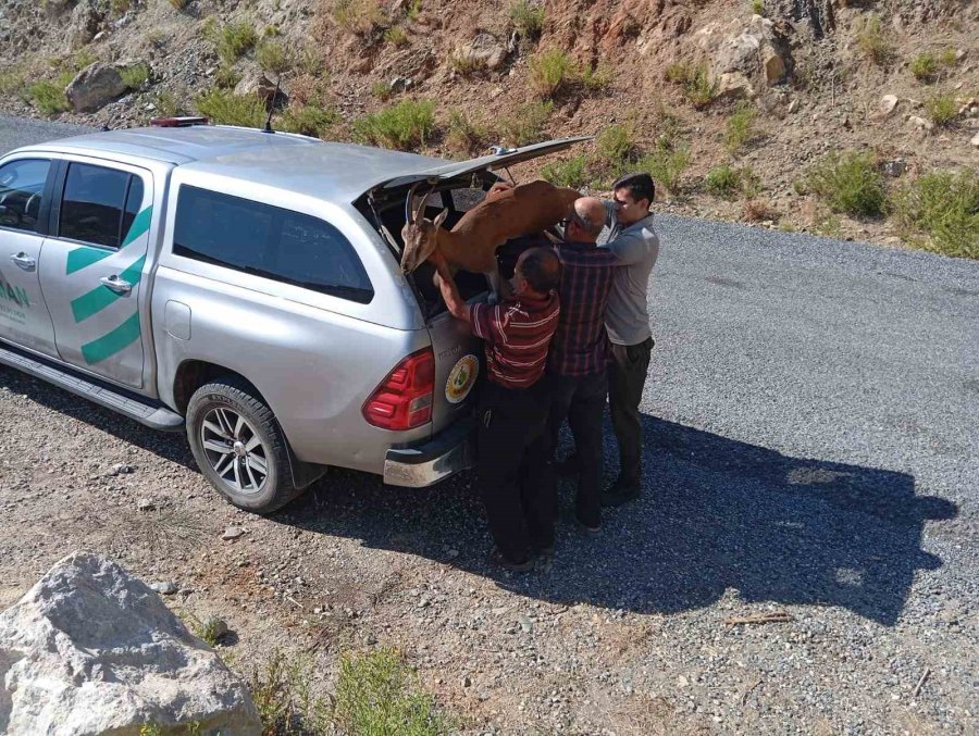 Yaralı Bulunan Dağ Keçisi Tedaviye Gönderildi