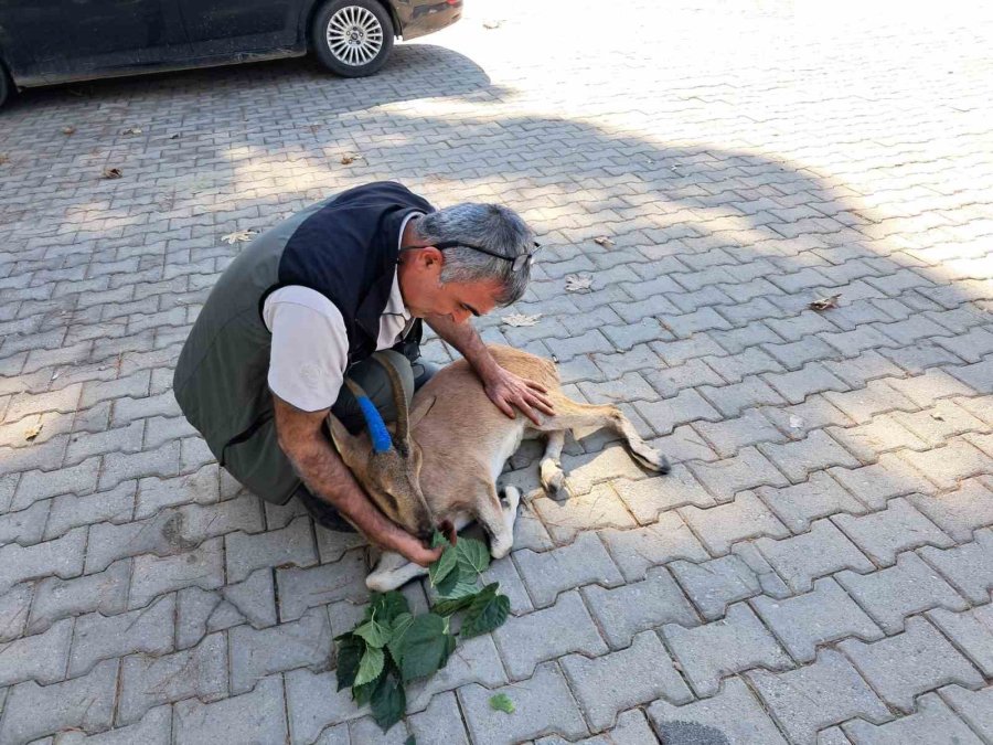 Yaralı Bulunan Dağ Keçisi Tedaviye Gönderildi