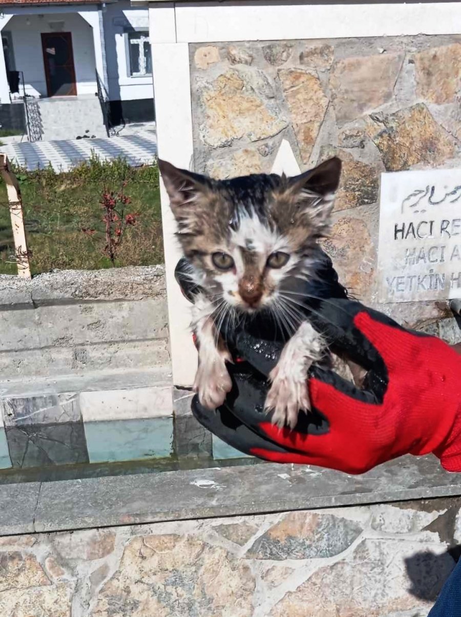 Konya’da Otomobilin Motoruna Sıkışan Kedi Kurtarıldı