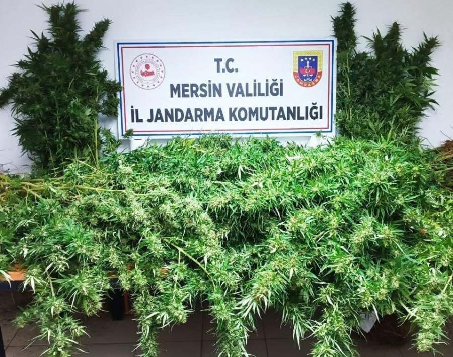 Mersin’de Uyuşturucu Yetiştirenlere Operasyon: 3 Gözaltı