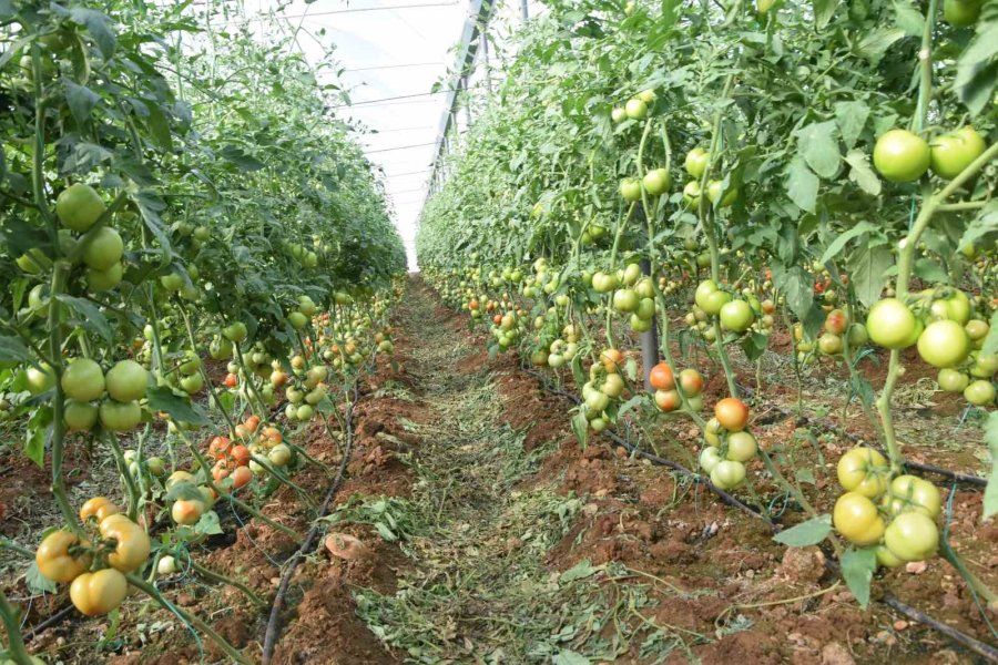 Domateste İlk Hasatlar Gelmeye Başladı