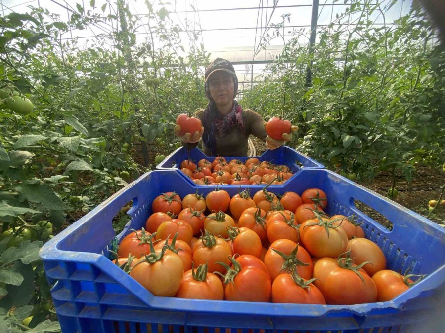 Domateste İlk Hasatlar Gelmeye Başladı