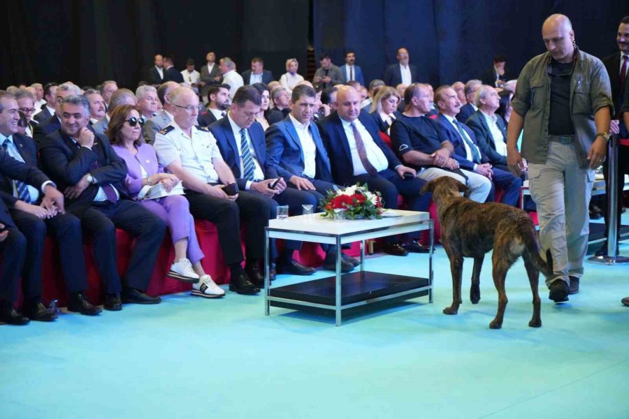 Antalya’da Fuar Alanına Girip Dron Kovalayan Köpek Gülümsetti