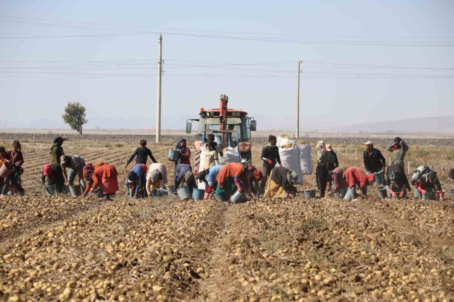 Tzob Genel Başkanı Bayraktar Niğde’de Patates Ve Soğan Hasadına Katıldı