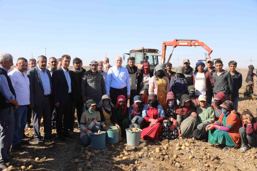 Tzob Genel Başkanı Bayraktar Niğde’de Patates Ve Soğan Hasadına Katıldı