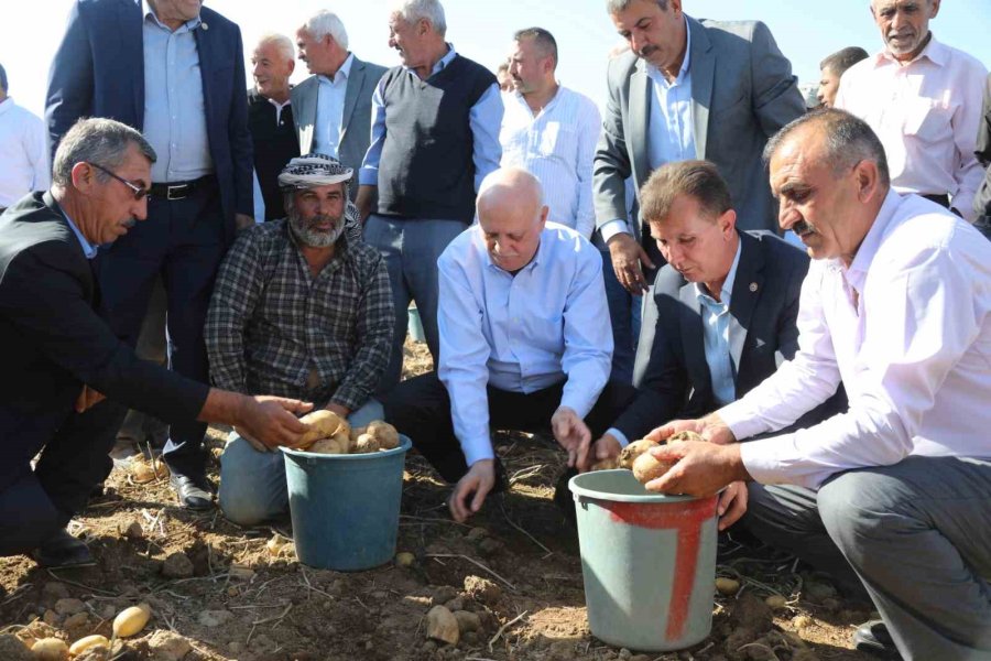 Tzob Genel Başkanı Bayraktar Niğde’de Patates Ve Soğan Hasadına Katıldı