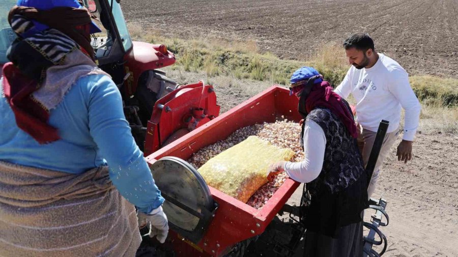 Doğal Antibiyotik Aksaray Organik Sarımsağında Dikim Başladı