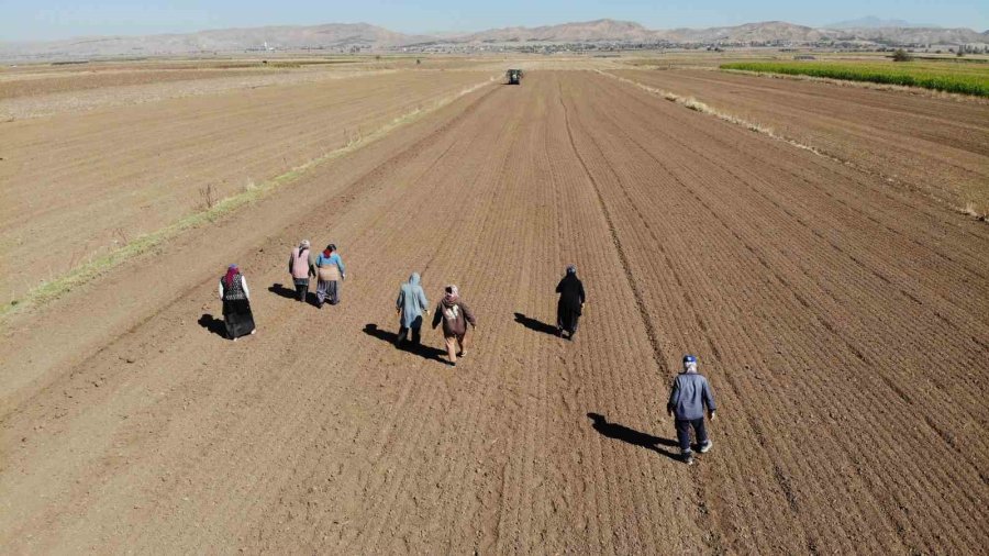 Doğal Antibiyotik Aksaray Organik Sarımsağında Dikim Başladı